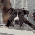 An image of Rocco. Rocco is a Terrier, Pit Bull.