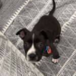 An image of Rocco. Rocco is a Terrier, Pit Bull.