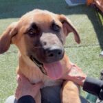 An image of Canelo. Canelo is a Shepherd/Mixed Breed (Large).