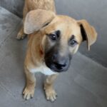An image of Canelo. Canelo is a Shepherd/Mixed Breed (Large).