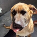 An image of Canelo. Canelo is a Shepherd/Mixed Breed (Large).