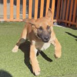 An image of Canelo. Canelo is a Shepherd/Mixed Breed (Large).