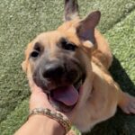 An image of Canelo. Canelo is a Shepherd/Mixed Breed (Large).