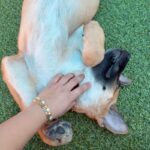 An image of Canelo. Canelo is a Shepherd/Mixed Breed (Large).