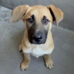 An image of Canelo. Canelo is a Shepherd/Mixed Breed (Large).