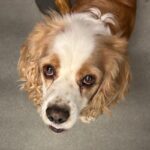 An image of Chase. Chase is a Spaniel, Cocker.