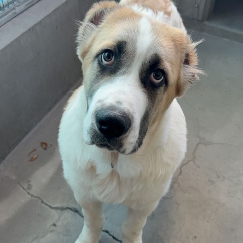 An image of West. West is a Shepherd, Anatolian.