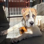 An image of West. West is a Shepherd, Anatolian.