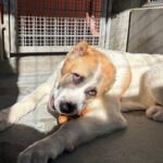 An image of West. West is a Shepherd, Anatolian.