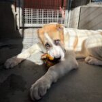 An image of West. West is a Shepherd, Anatolian.