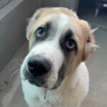 An image of West. West is a Shepherd, Anatolian.