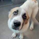 An image of West. West is a Shepherd, Anatolian.