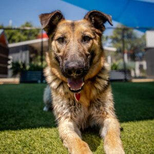 An image of Panda. Panda is a Shepherd.