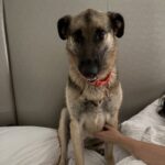 An image of Panda. Panda is a Shepherd.