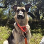 An image of Panda. Panda is a Shepherd.