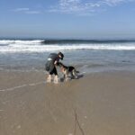 An image of Panda. Panda is a Shepherd.