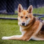 An image of Nya. Nya is a Shepherd, German/Pointer, German Wirehaired.