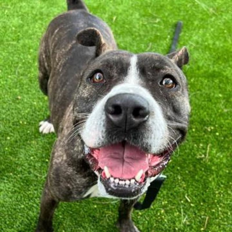 An image of Tinsel. Tinsel is a Mixed Breed (Large).