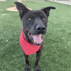 An image of Bruce. Bruce is a Terrier, Pit Bull/Chow Chow.