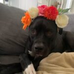 An image of George. George is a Terrier, Pit Bull.