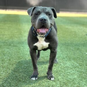 An image of Clyde. Clyde is a Terrier, Pit Bull.