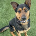 An image of Jerome. Jerome is a Shepherd, German.