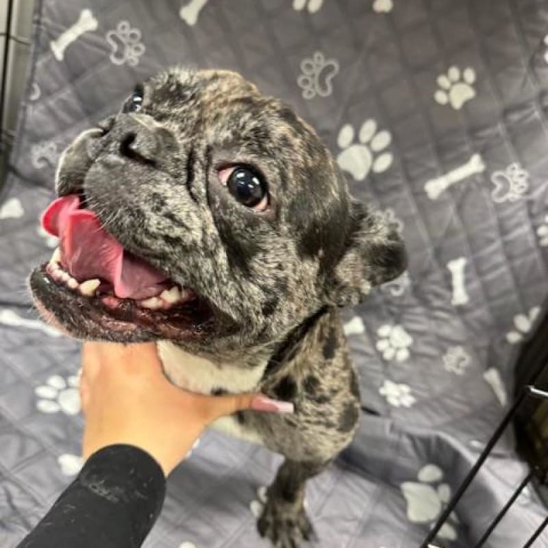 An image of Dolce. Dolce is a Bulldog, French.