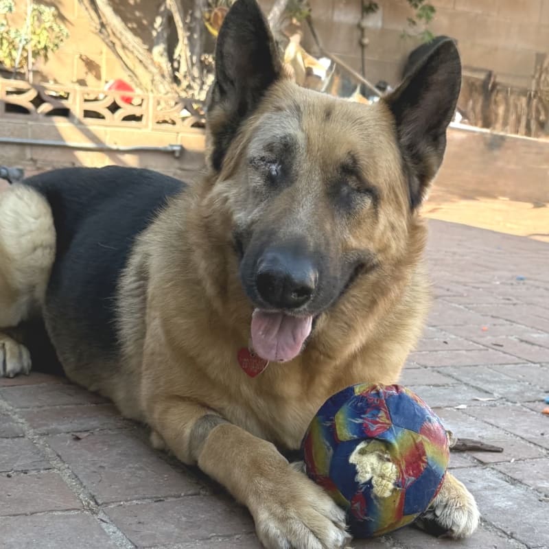 An image of Boy. Boy is a Shepherd, German.
