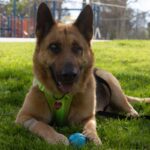 An image of Boy. Boy is a Shepherd, German.