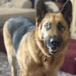 An image of Boy. Boy is a Shepherd, German.