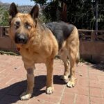 An image of Boy. Boy is a Shepherd, German.