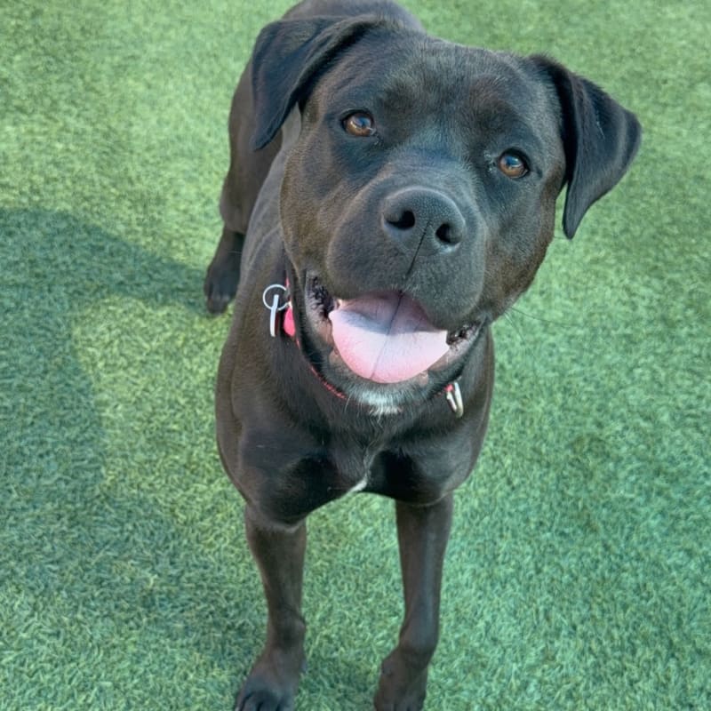 An image of Billie. Billie is a Terrier, Pit Bull.