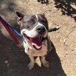 An image of Lucky. Lucky is a Terrier, Pit Bull.