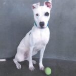 An image of Sarah. Sarah is a Mixed Breed (Medium).