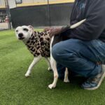 An image of Sarah. Sarah is a Mixed Breed (Medium).