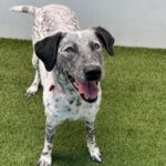 An image of Moo Moo. Moo Moo is a Cattle Dog, Australian (Blue Heeler)/Pointer.