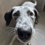 An image of Moo Moo. Moo Moo is a Cattle Dog, Australian (Blue Heeler)/Pointer.