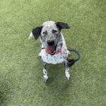 An image of Moo Moo. Moo Moo is a Cattle Dog, Australian (Blue Heeler)/Pointer.
