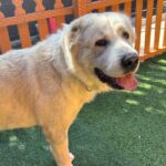 An image of Cozy. Cozy is a Akbash.