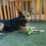 An image of Ashley. Ashley is a Shepherd, German.