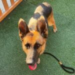 An image of Ava. Ava is a Shepherd, German.