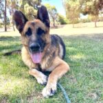 An image of Ava. Ava is a Shepherd, German.