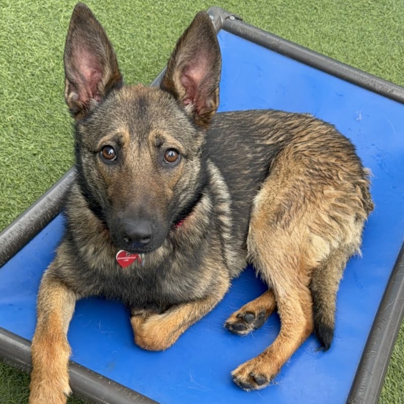 An image of Sky/gigi. Sky/gigi is a Shepherd, German.