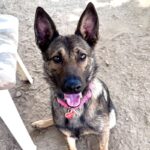 An image of Sky/gigi. Sky/gigi is a Shepherd, German.