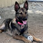 An image of Sky/gigi. Sky/gigi is a Shepherd, German.