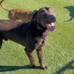 An image of Rusty. Rusty is a Retriever, Chocolate Labrador.