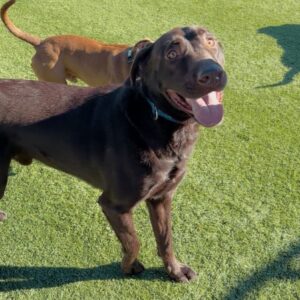 An image of Rusty. Rusty is a Retriever, Chocolate Labrador.
