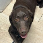 An image of Rusty. Rusty is a Retriever, Chocolate Labrador.
