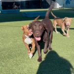 An image of Rusty. Rusty is a Retriever, Chocolate Labrador.