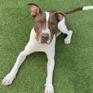 An image of Eric. Eric is a Terrier, Pit Bull/Mixed Breed (Medium).